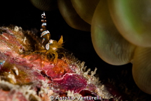 A squat shrimp often called sexy shrimp because of its pr... by Antonio Venturelli 